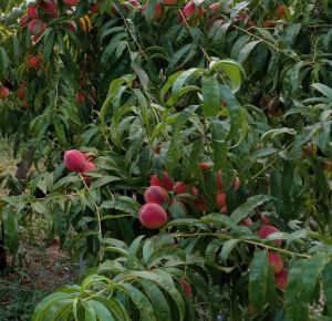 prodotti/pesche_antiche_crop.jpg